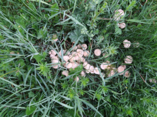 Calocybe gambosa – Mairitterling, große Gruppe im Gras