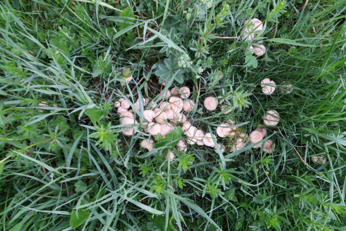 Calocybe gambosa – Mairitterling, große Gruppe im Gras