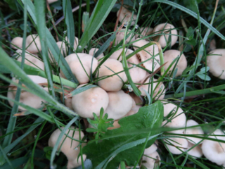 Calocybe gambosa – Mairitterling, schöne Gruppe im taufrischen Gras