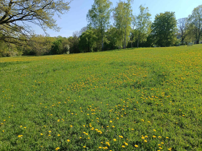 Calocybe gambosa – Mairitterling, ein Hexenring Gras zeigt an, das hier Pilze wachsen