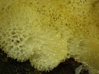 Ceratiomyxa porioides – Gelbes Netzpolster, Schleimpilze sind faszinierende Lebewesen