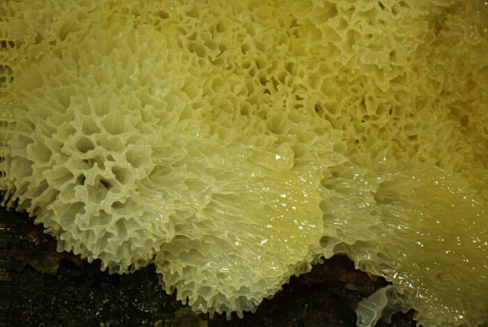 Ceratiomyxa porioides – Gelbes Netzpolster, Schleimpilze sind faszinierende Lebewesen