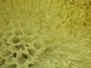 Ceratiomyxa porioides – Gelbes Netzpolster, das Netz im Makrobild