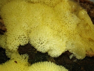 Ceratiomyxa porioides – Gelbes Netzpolster, Makrobild, welches die namensgebende Netzstruktur zeigt
