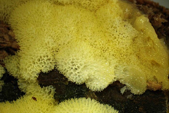 Ceratiomyxa porioides – Gelbes Netzpolster, Makrobild, welches die namensgebende Netzstruktur zeigt