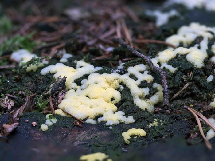 Ceratiomyxa porioides – Gelbes Netzpolster, hier auf Totholz lebend