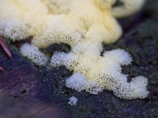 Ceratiomyxa porioides – Gelbes Netzpolster, besser kann der Trivialnamen für diese Art nicht sein