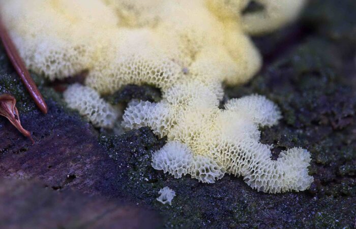 Ceratiomyxa porioides – Gelbes Netzpolster, besser kann der Trivialnamen für diese Art nicht sein