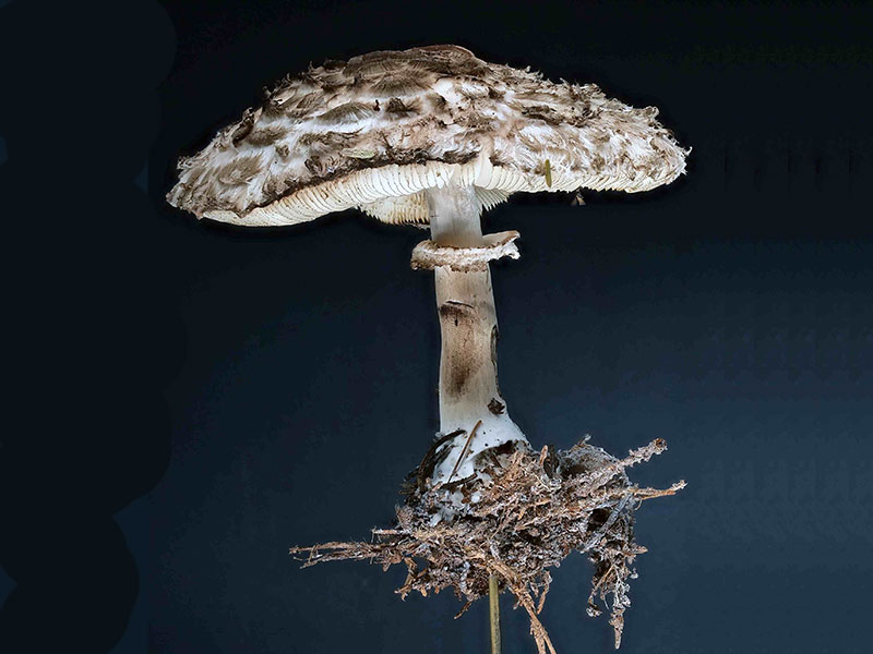 Chlorophyllum olivieri – Olivbrauner Safranschirmling, Pilzschule-Vogtland