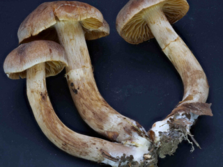 Chroogomphus helveticus &ndash; Filziger Gelbfu&szlig;, Studioaufnahme einer Dreiergruppe