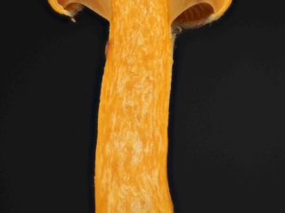 Chroogomphus helveticus &ndash; Filziger Gelbfu&szlig;, Schnittbild, Schnittbild eines jungen Pilzes