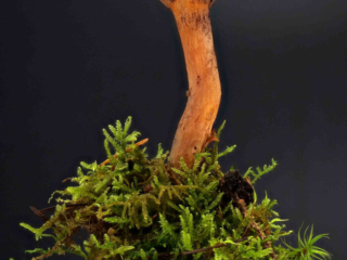 Chroogomphus helveticus &ndash; Filziger Gelbfu&szlig;, diese Pilze sind im Herbst zu finden