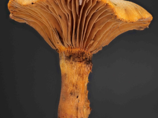 Chroogomphus helveticus &ndash; Filziger Gelbfu&szlig;, Schnittbild, der Stiel ist oben durch dunkles Sporenpulver gef&auml;rbt