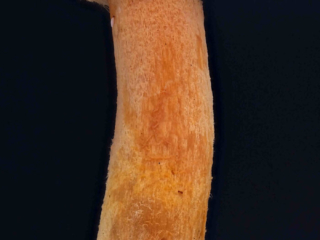 Chroogomphus helveticus &ndash; Filziger Gelbfu&szlig;, Schnittbild, Stiel und Hut sind filzig