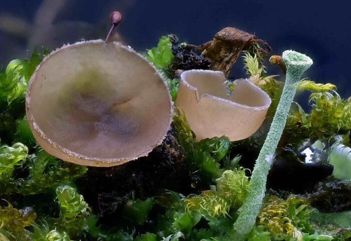 Ciboria amentacea – Erlenkätzchen-Becherling, Makrobild der Becher im Moos