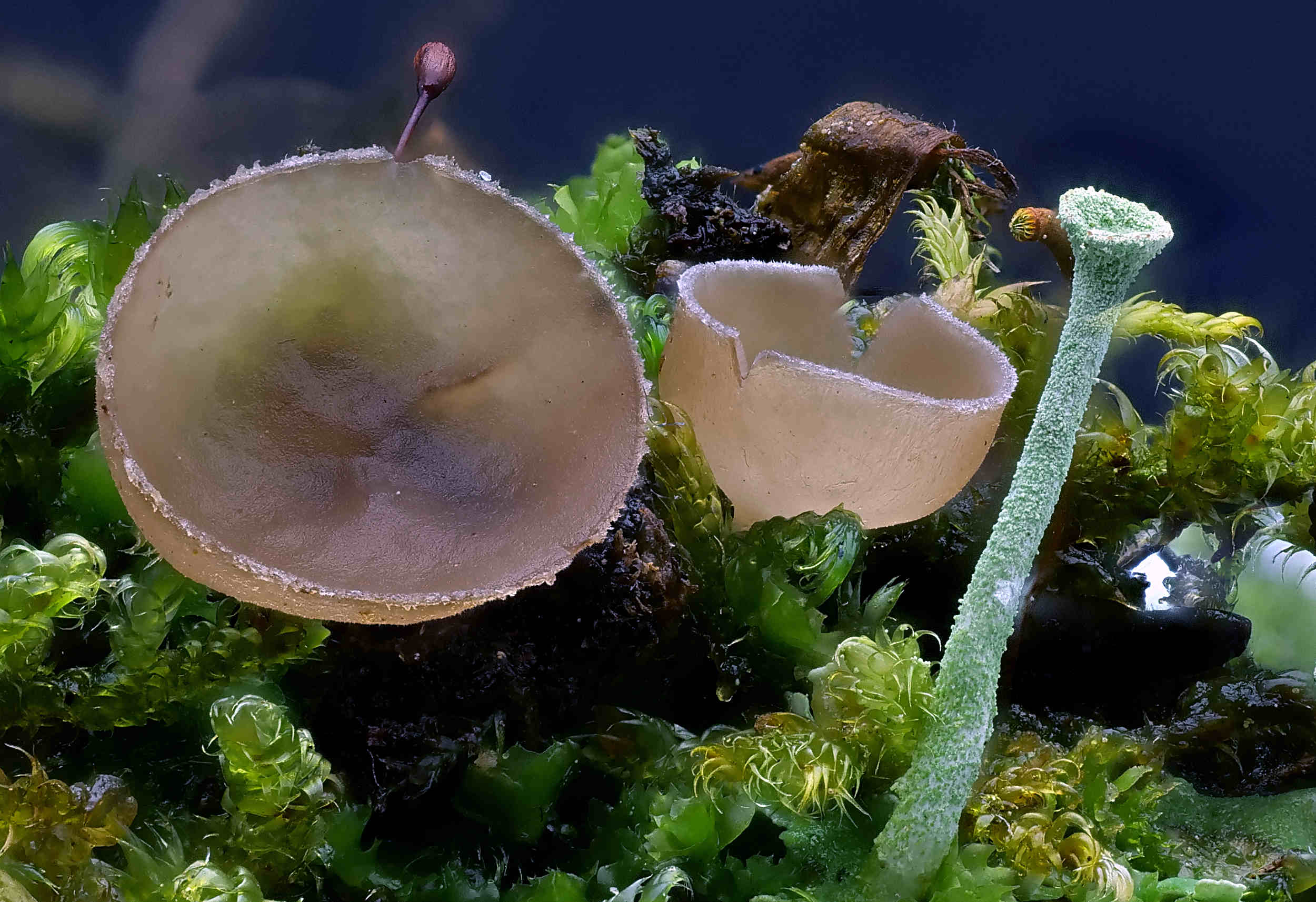 Ciboria amentacea – Erlenkätzchen-Becherling