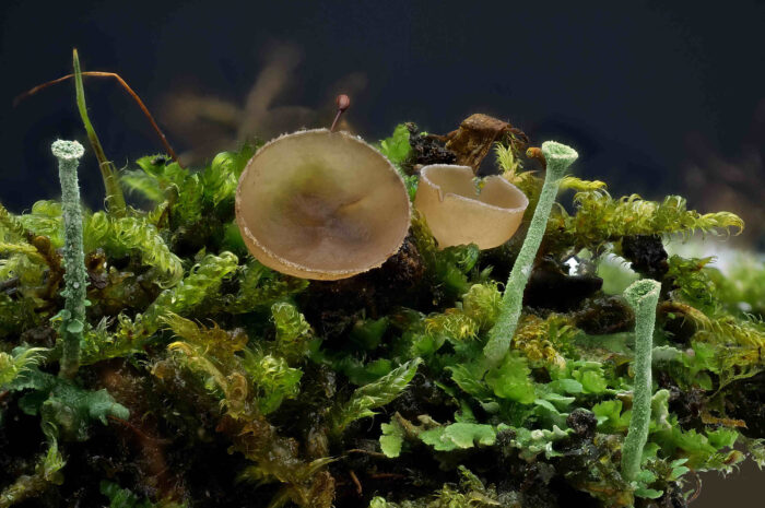 Ciboria amentacea – Erlenkätzchen-Becherling, die Schönheit erkennt man erst im Makrophoto