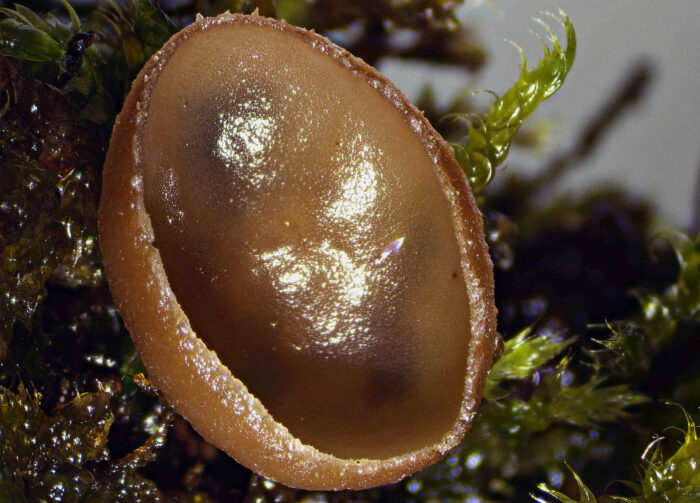 Ciboria amentacea – Erlenkätzchen-Becherling, Makroaufnahme des 5 mm großen Becherlings