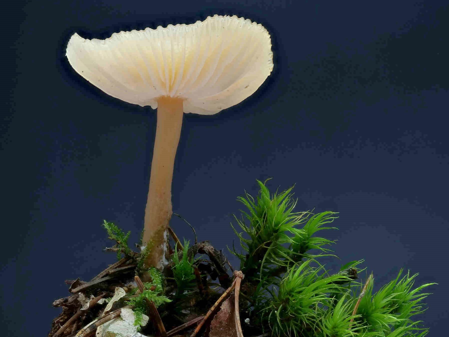Clitocybe fragrans – Langstieliger Duft-Trichterling
