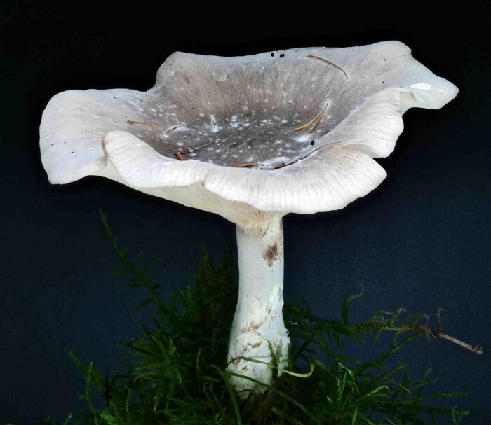 Clitocybe nebularis – Nebelkappe, adulter Pilz mit trichterförmigen Hut