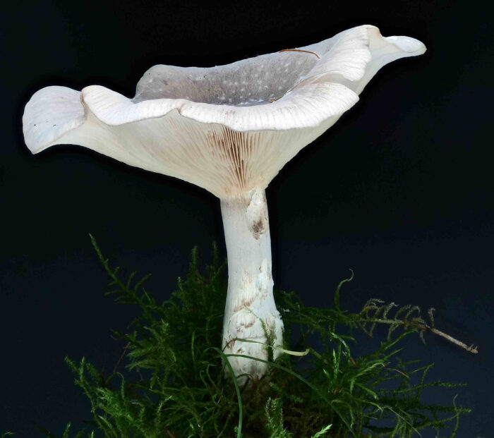 Clitocybe nebularis – Nebelkappe, alte Pilze können einen trichterförmigen Hut haben