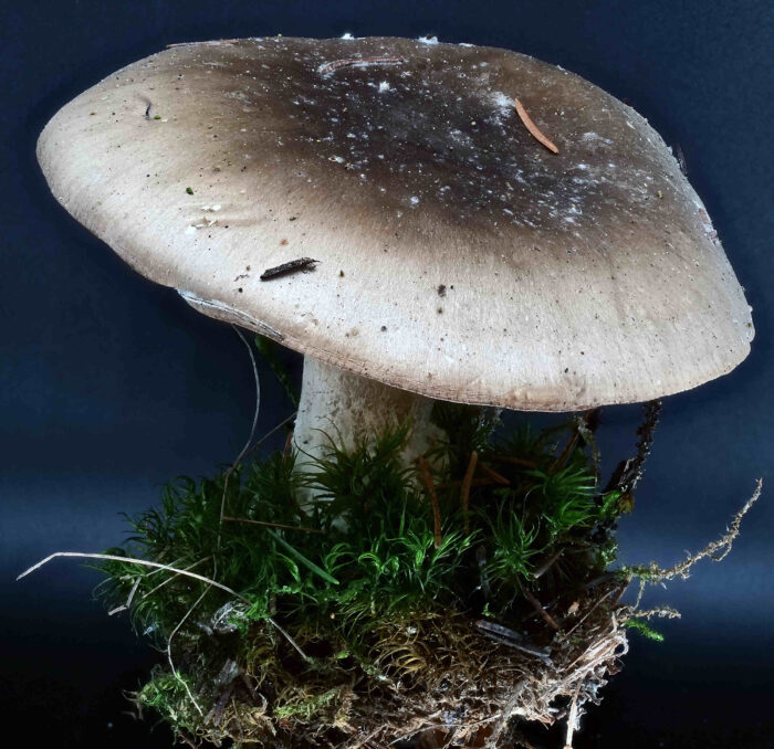 Clitocybe nebularis – Nebelkappe, Studioaufnahme