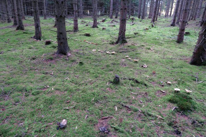 Clitocybe nebularis – Nebelkappe, die Pilze wachsen sehr häufig in Hexenringen