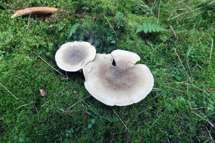 Clitocybe nebularis – Nebelkappe, Pilze mit aufgeschirmte Hüten und der typischen Färbung