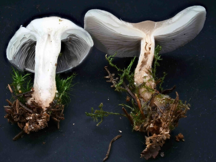 Clitocybe odora – Grüner Anis-Trichterling, Schnittbild