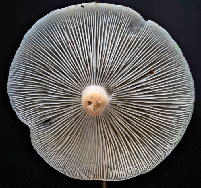 Clitocybe odora – Grüner Anis-Trichterling, im Nadelwald sind diese Pilze nicht selten