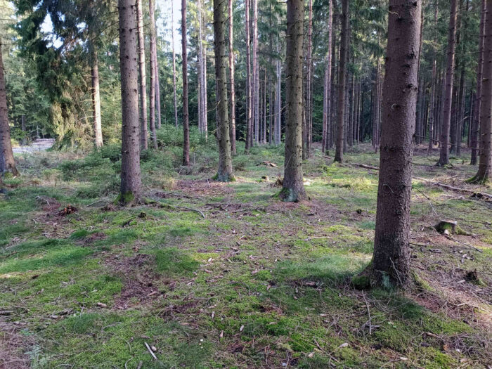 Clitocybe odora – Grüner Anis-Trichterling, im Nadelwald sind diese Pilze nicht selten