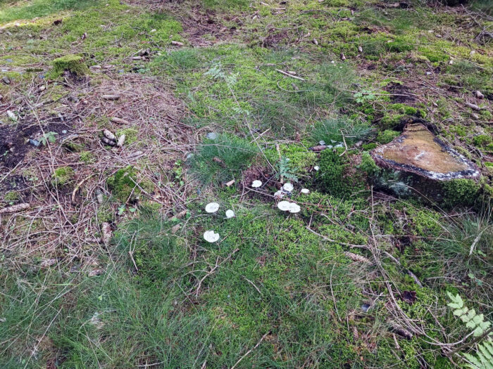 Clitocybe odora – Grüner Anis-Trichterling, im Herbst erscheinen die Pilze reichlich im Nadelwald