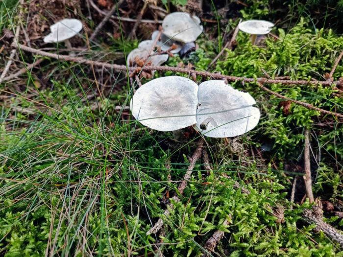 Clitocybe odora – Grüner Anis-Trichterling, die Pilze riechen stark nach Anis