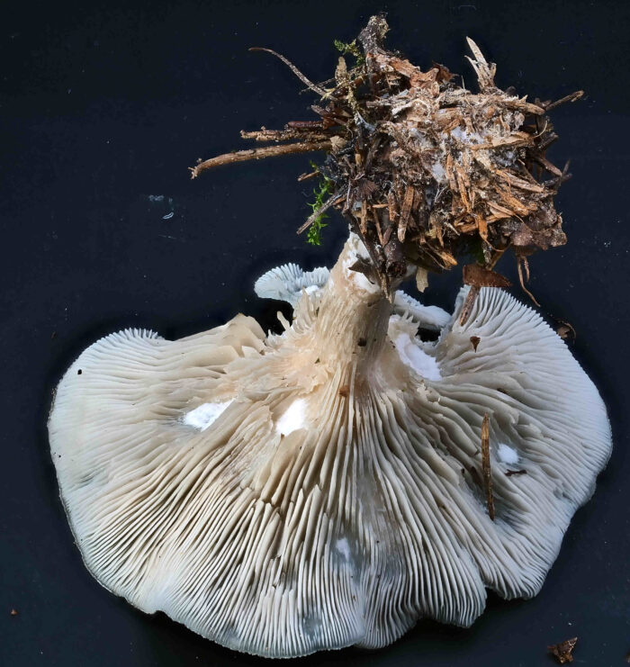 Clitocybe odora – Grüner Anis-Trichterling, Blick von unten in die Lamellen