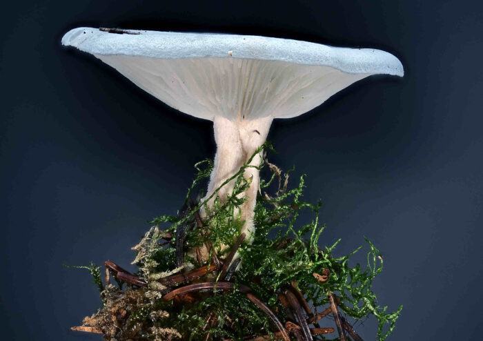 Clitocybe odora – Grüner Anis-Trichterling, typische Form des Trichterlings