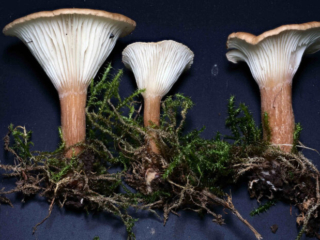 Clitocybe costata - Kerbrandiger Trichterling, der gekerbte Hutrand und die Trichterform sind gut erkennbar