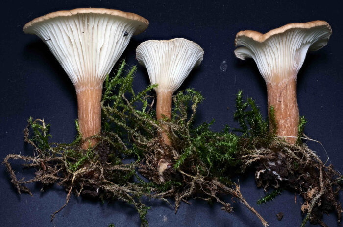 Clitocybe costata - Kerbrandiger Trichterling, der gekerbte Hutrand und die Trichterform sind gut erkennbar