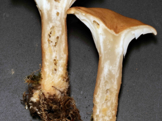 Clitocybe costata - Kerbrandiger Trichterling, Schnittbild mit Madeng&auml;ngen
