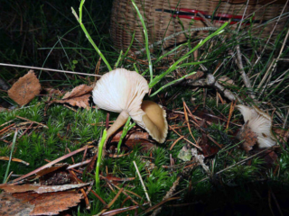 Clitocybe fragrans – Langstieliger Duft-Trichterling, in der Nadelstreu eines Fichtenwaldes
