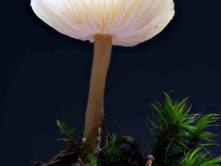 Clitocybe fragrans – Langstieliger Duft-Trichterling, Makroaufnahme