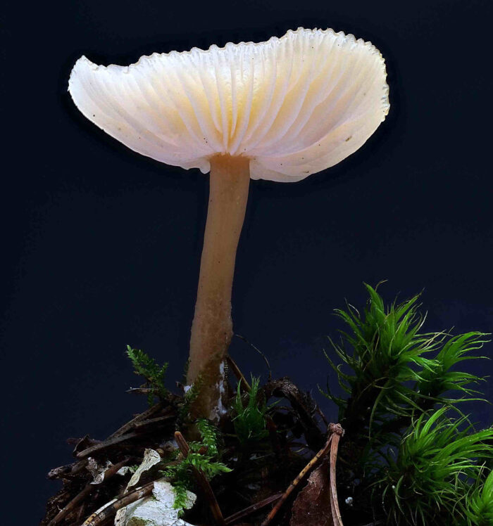 Clitocybe fragrans – Langstieliger Duft-Trichterling, Makroaufnahme