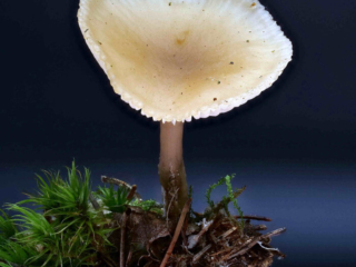Clitocybe fragrans – Langstieliger Duft-Trichterling, Makroaufnahme, der Pilz riecht stark nach Anis