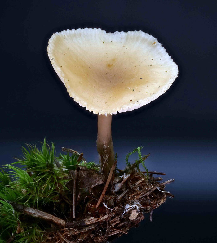 Clitocybe fragrans – Langstieliger Duft-Trichterling, Makroaufnahme, der Pilz riecht stark nach Anis