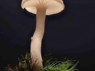 Clitocybe fragrans – Langstieliger Duft-Trichterling, Makroaufnahme eines jungen Pilzes