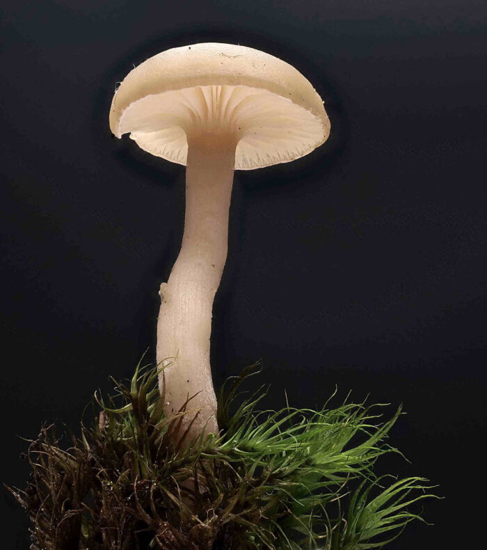 Clitocybe fragrans – Langstieliger Duft-Trichterling, Makroaufnahme eines jungen Pilzes