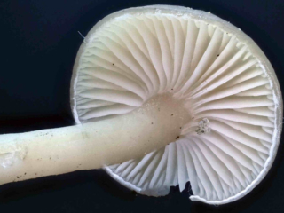 Clitocybe fragrans – Langstieliger Duft-Trichterling, Makroaufnahme der Hutunterseite