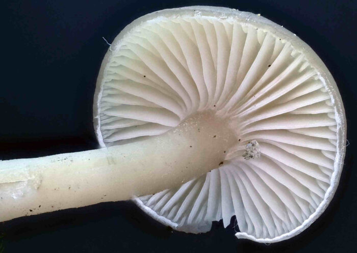 Clitocybe fragrans – Langstieliger Duft-Trichterling, Makroaufnahme der Hutunterseite