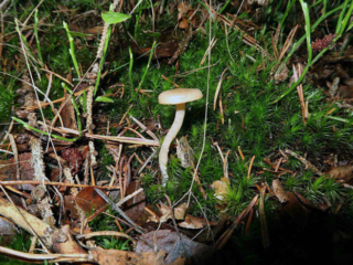 Clitocybe fragrans – Langstieliger Duft-Trichterling, junges Exemplar in der Nadelstreu eines Fichtenwaldes