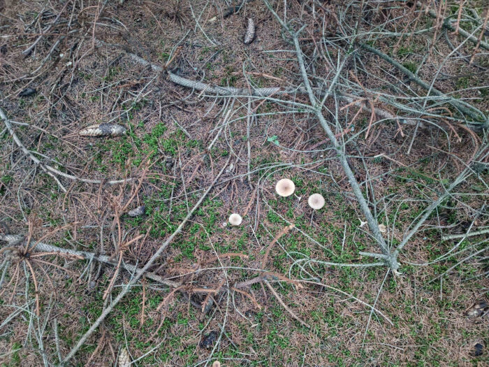 Clitocybe fragrans – Langstieliger Duft-Trichterling, in der Nadelstreu eines Fichtenwaldes