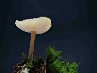 Clitocybe fragrans – Langstieliger Duft-Trichterling, ein adulter Fruchtkörpers